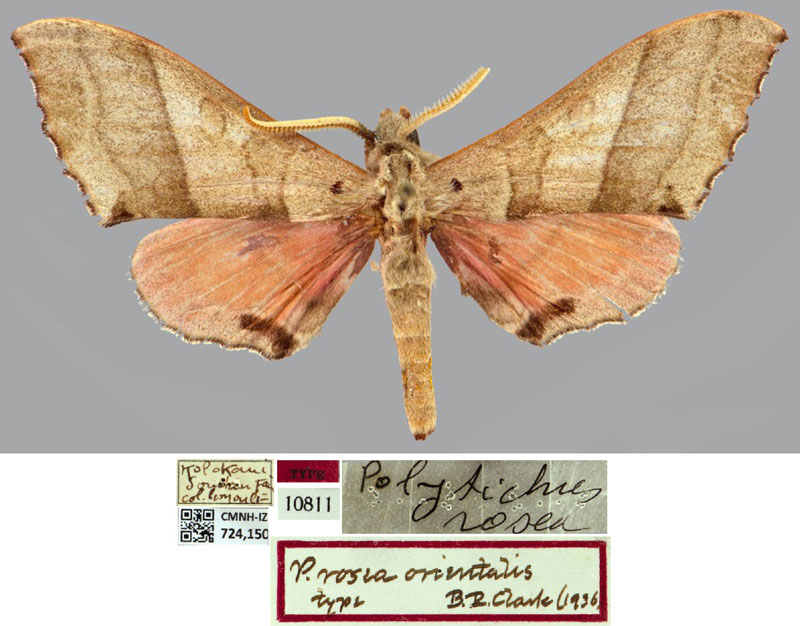 /filer/webapps/moths/media/images/O/orientalis_Polyptychus_HT_CMNHa.jpg