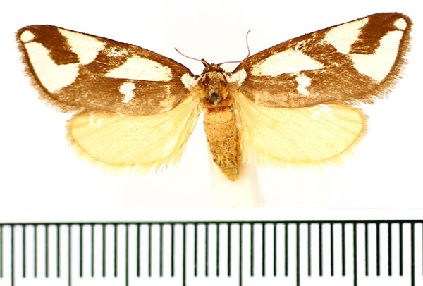 /filer/webapps/moths/media/images/O/ornata_Crothaema_AF_BMNH.jpg