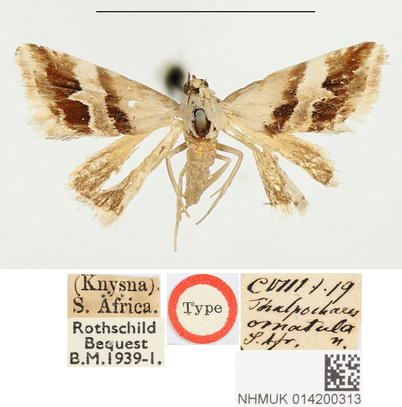 /filer/webapps/moths/media/images/O/ornatula_Thalpochares_HT_BMNH.jpg