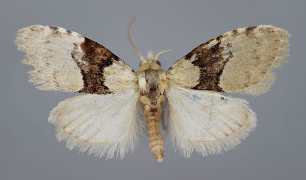 /filer/webapps/moths/media/images/O/ornatulana_Nola_PT_BMNH.jpg