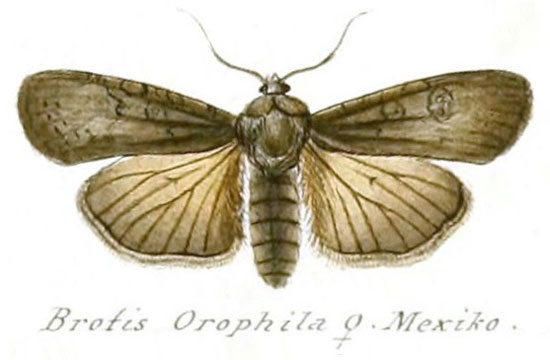 /filer/webapps/moths/media/images/O/orophila_Brotis_HT_Geyer_139-809.jpg