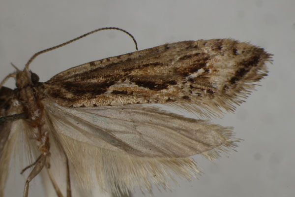 /filer/webapps/moths/media/images/O/orosema_Plutella_HT_BMNH.jpg
