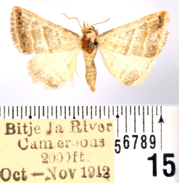 /filer/webapps/moths/media/images/O/orthogramma_Eublemma_AM_BMNH.jpg
