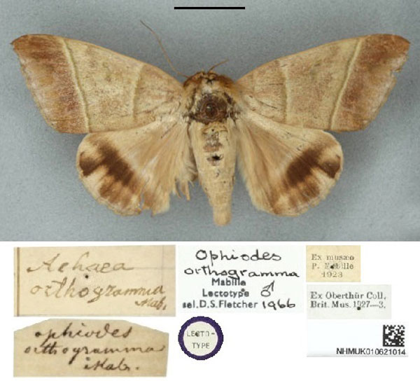 /filer/webapps/moths/media/images/O/orthogramma_Ophiodes_LT_BMNH.jpg