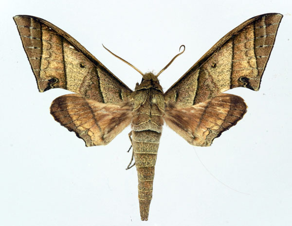 /filer/webapps/moths/media/images/O/orthographus_Polyptychus_AM_Basquin.jpg