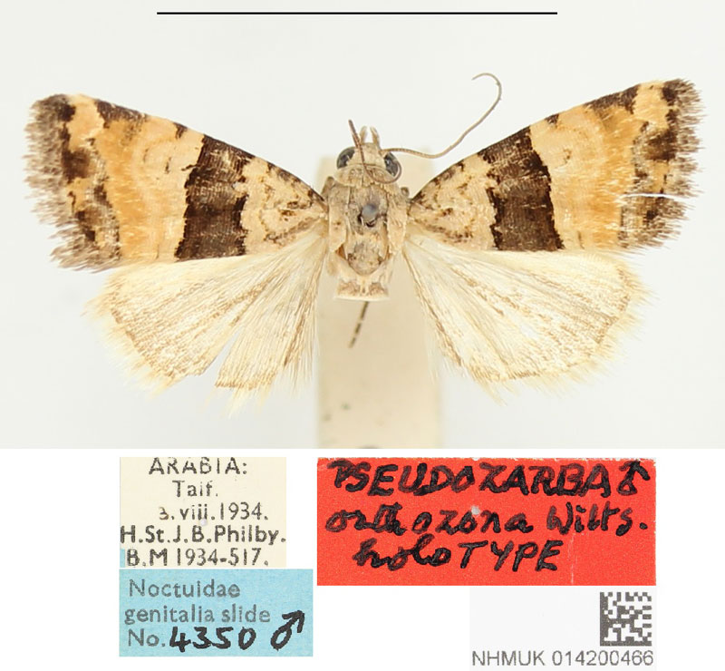 /filer/webapps/moths/media/images/O/orthozona_Pseudozarba_HT_BMNH.jpg