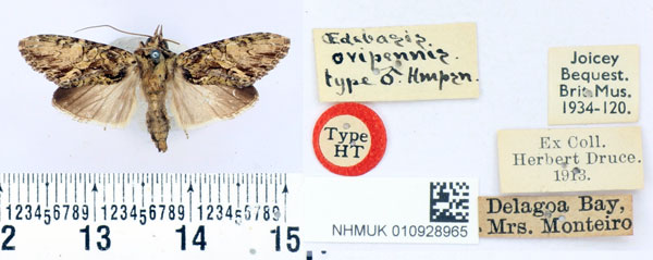 /filer/webapps/moths/media/images/O/ovipennis_Oedebasis_HT_BMNH.jpg