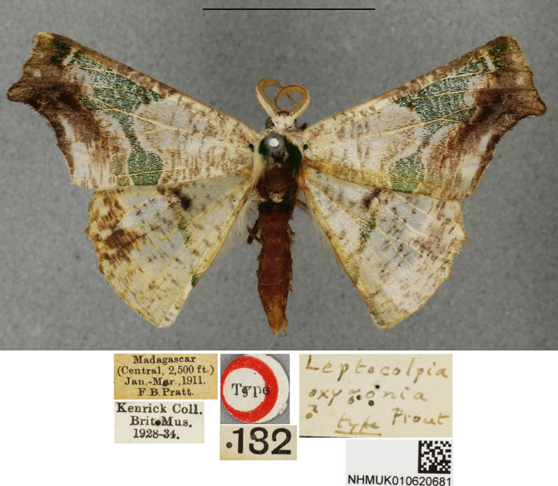 /filer/webapps/moths/media/images/O/oxygonia_Leptocolpia_HT_BMNH.jpg