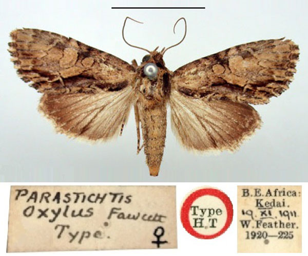/filer/webapps/moths/media/images/O/oxylus_Parastichtis_HT_BMNH.jpg