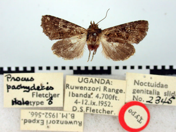 /filer/webapps/moths/media/images/P/pachydetis_Procus_HT_BMNH.jpg
