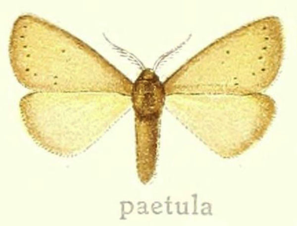 /filer/webapps/moths/media/images/P/paetula_Laeliolina_HT_Hering_28e.jpg