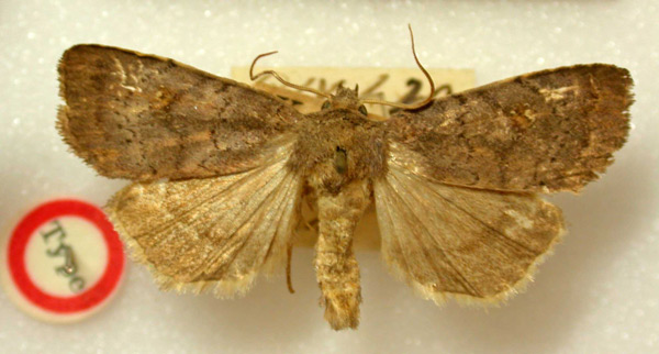 /filer/webapps/moths/media/images/P/pallicornis_Athetis_HT_BMNH.jpg