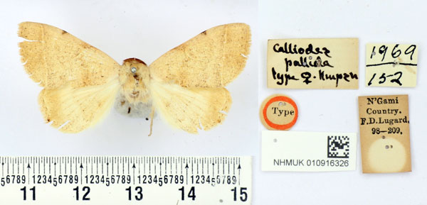 /filer/webapps/moths/media/images/P/pallida_Calliodes_HT_BMNH.jpg