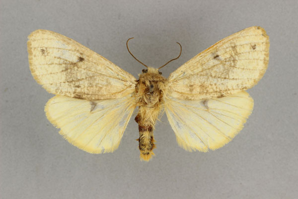 /filer/webapps/moths/media/images/P/pallida_Teracotona_HT_BMNH.jpg