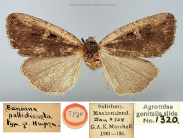 /filer/webapps/moths/media/images/P/pallidicosta_Baniana_HT_BMNH.jpg