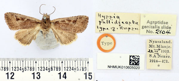 /filer/webapps/moths/media/images/P/pallidicosta_Hyssia_HT_BMNH.jpg