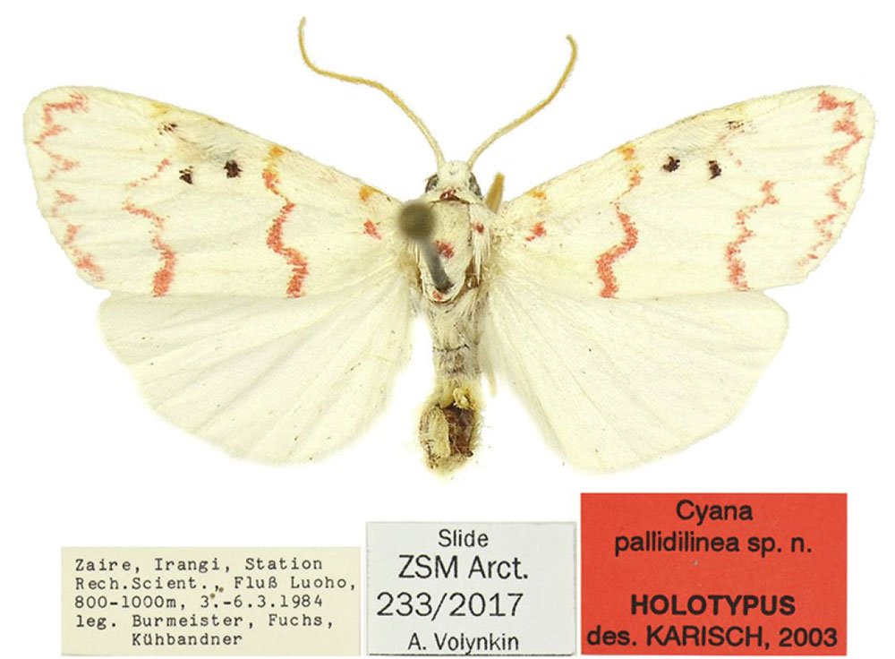 /filer/webapps/moths/media/images/P/pallidilinea_Cyana_HT_ZSM.jpg