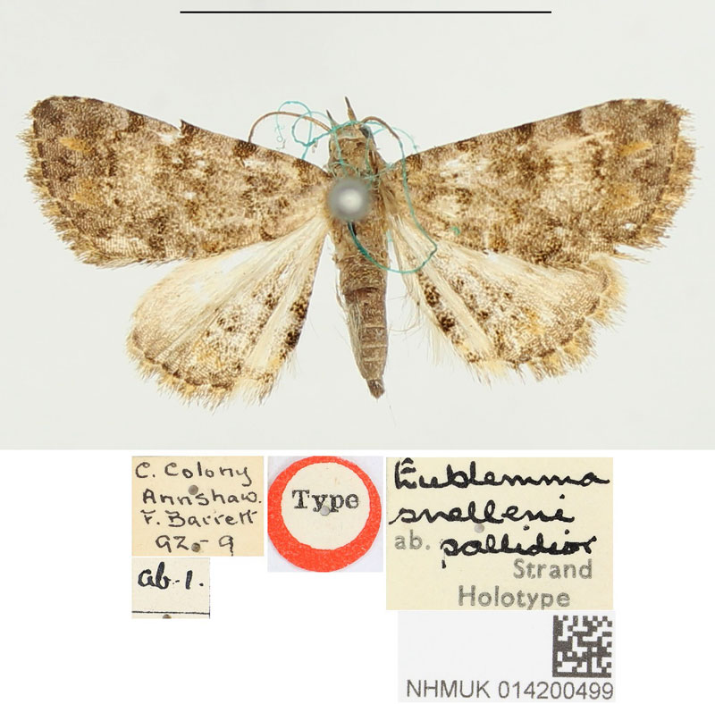 /filer/webapps/moths/media/images/P/pallidior_Eublemma_HT_BMNH.jpg