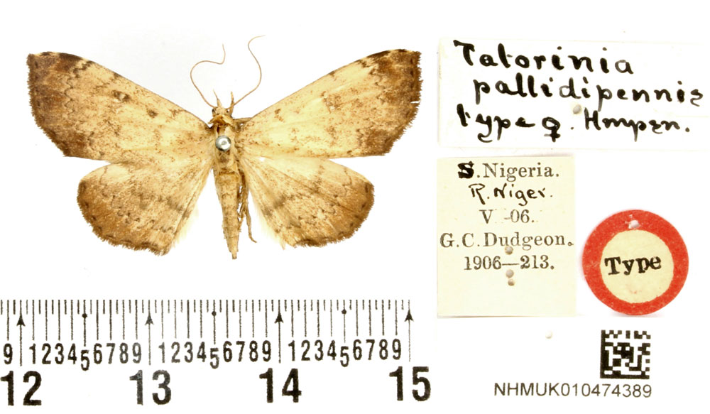 /filer/webapps/moths/media/images/P/pallidipennis_Tatorinia_HT_BMNH.jpg