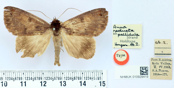 /filer/webapps/moths/media/images/P/pallidula_Anua_HT_BMNH.jpg