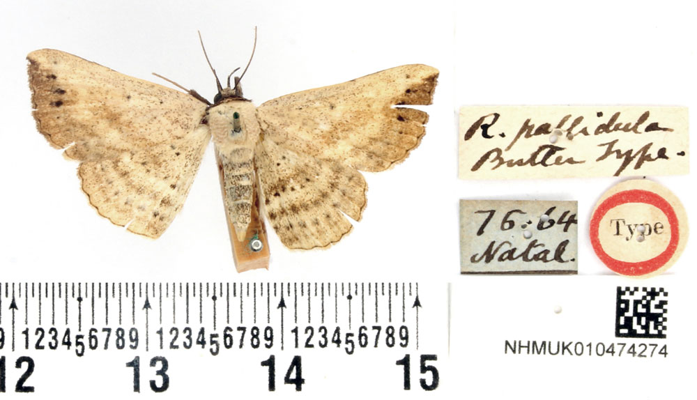 /filer/webapps/moths/media/images/P/pallidula_Renodes_HT_BMNH.jpg