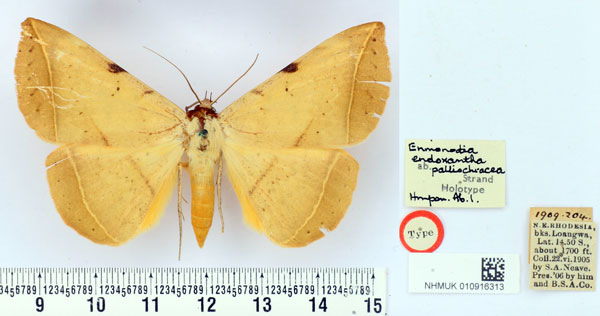 /filer/webapps/moths/media/images/P/palliochracea_Enmonodia_HT_BMNH.jpg