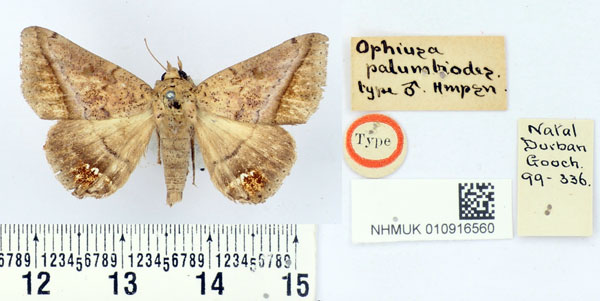 /filer/webapps/moths/media/images/P/palumbiodes_Ophiusa_HT_BMNH.jpg