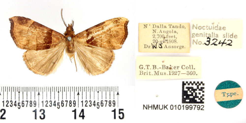 /filer/webapps/moths/media/images/P/pammicta_Baniana_HT_BMNH.jpg