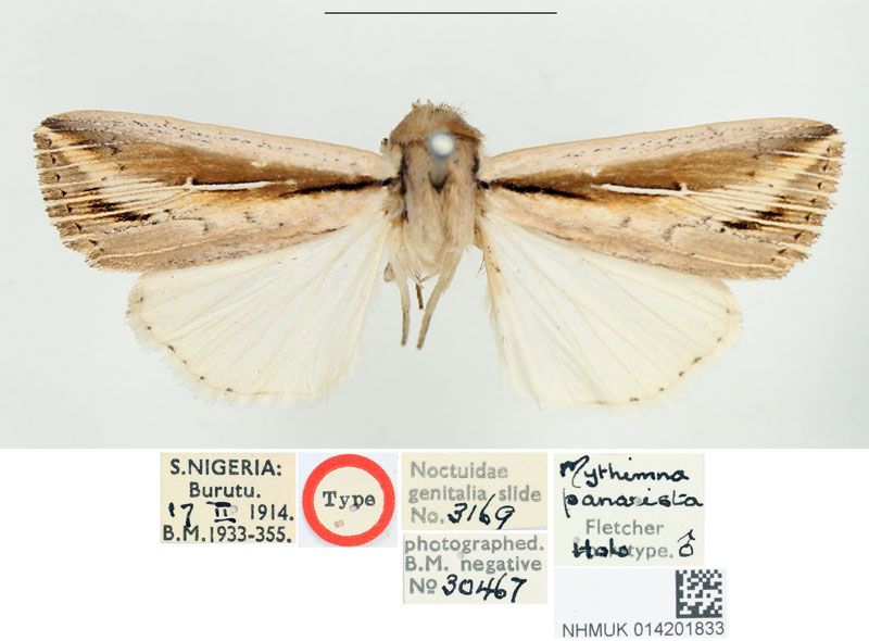 /filer/webapps/moths/media/images/P/panarista_Mythimna_HT_BMNH.jpg