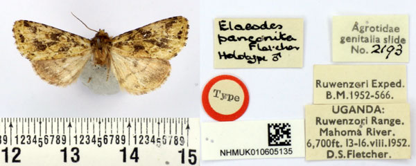 /filer/webapps/moths/media/images/P/panconita_Elaeodes_HT_BMNH.jpg