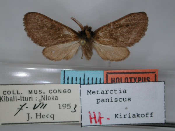 /filer/webapps/moths/media/images/P/paniscus_Metarctia_HT_RMCA_01.jpg