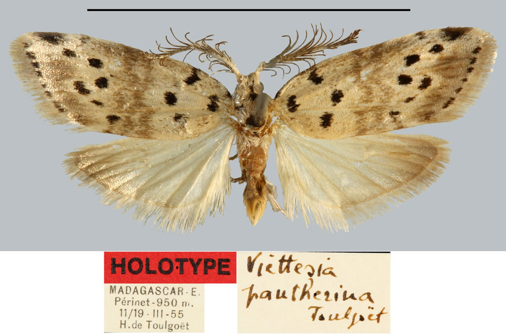 /filer/webapps/moths/media/images/P/pantherina_Viettesia_HT_MNHN.jpg