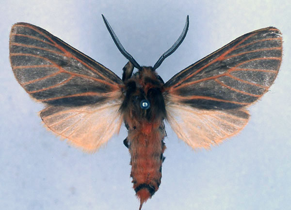 /filer/webapps/moths/media/images/P/panyamana_Metarctia_HT_BMNH_01.jpg