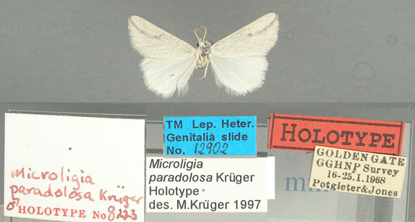 /filer/webapps/moths/media/images/P/paradolosa_Microligia_HT_TMSA.jpg