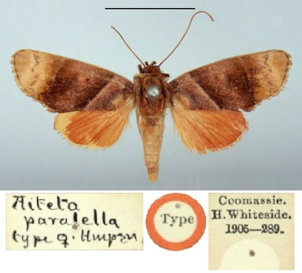 /filer/webapps/moths/media/images/P/paralella_Aiteta_HT_BMNH.jpg