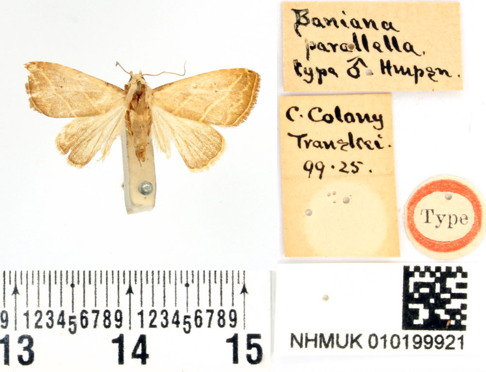 /filer/webapps/moths/media/images/P/parallella_Baniana_HT_BMNH.jpg