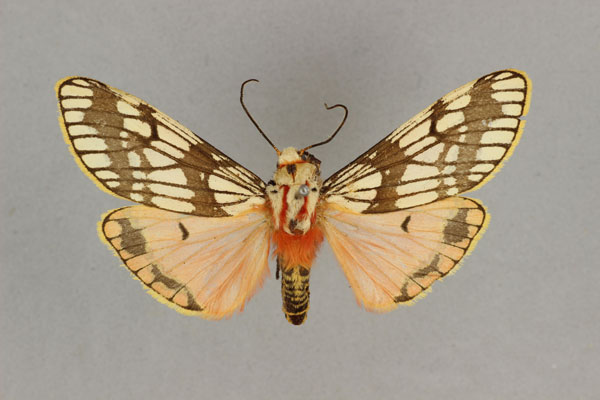 /filer/webapps/moths/media/images/P/pardalina_Teracotona_AM_BMNH.jpg