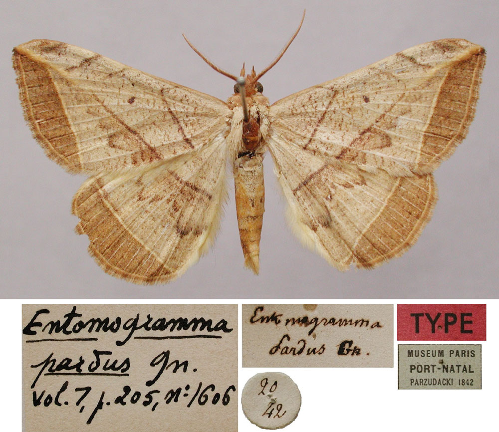 /filer/webapps/moths/media/images/P/pardus_Entomogramma_LT_MNHN.jpg