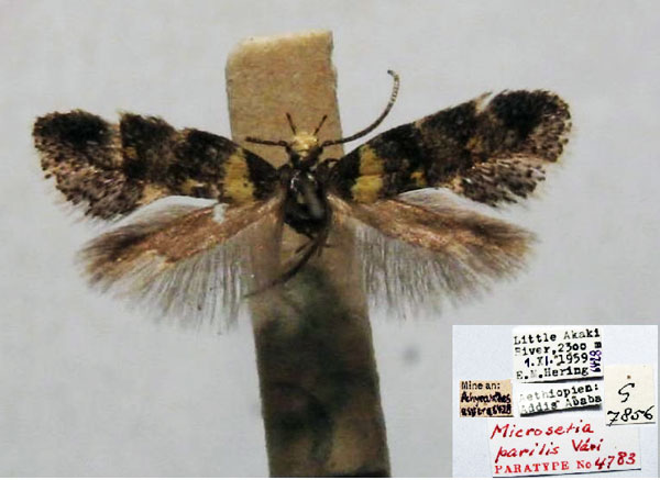 /filer/webapps/moths/media/images/P/parilis_Microsetia_PT_TMSA.jpg