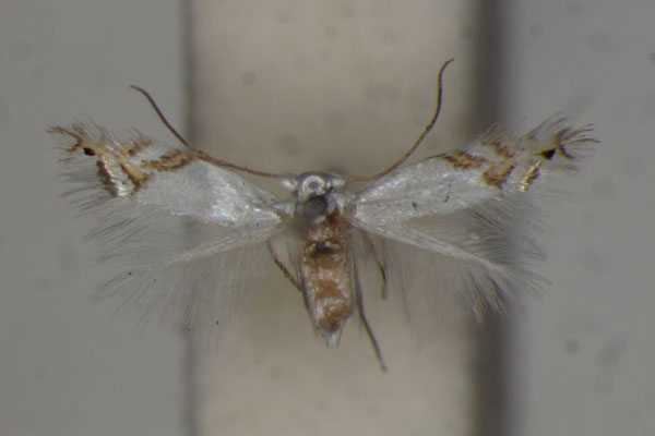 /filer/webapps/moths/media/images/P/parinaricola_Leucoptera_PT_BMNH.jpg