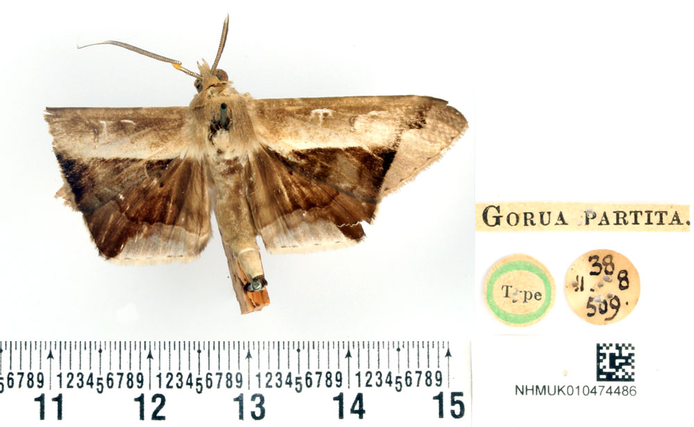 /filer/webapps/moths/media/images/P/partita_Gorua_HT_BMNH.jpg