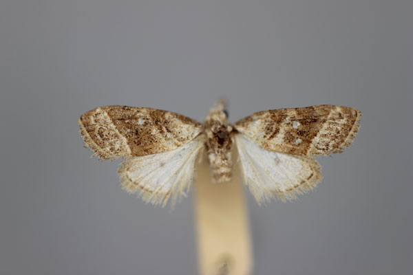 /filer/webapps/moths/media/images/P/partitalis_Nola_HT_BMNH.jpg