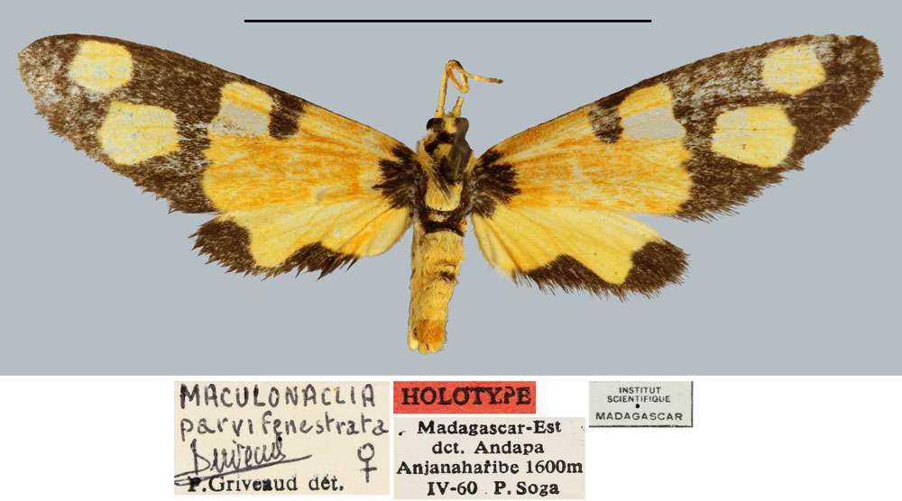/filer/webapps/moths/media/images/P/parvifenestrata_Maculonaclia_HT_MNHN.jpg