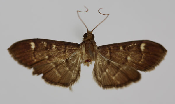 /filer/webapps/moths/media/images/P/parvipuncta_Syllepte_HT_BMNH.jpg