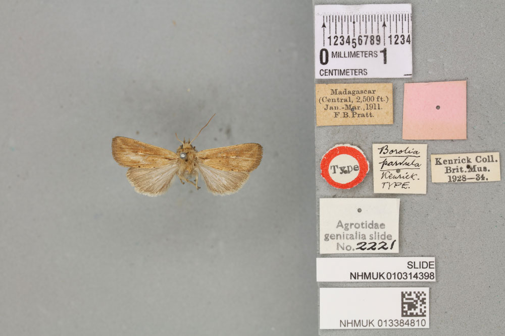 /filer/webapps/moths/media/images/P/parvula_Borolia_HT_BMNHa.jpg