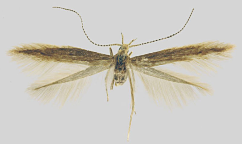 /filer/webapps/moths/media/images/P/parvula_Coleophora_PTF_ZMHB.jpg