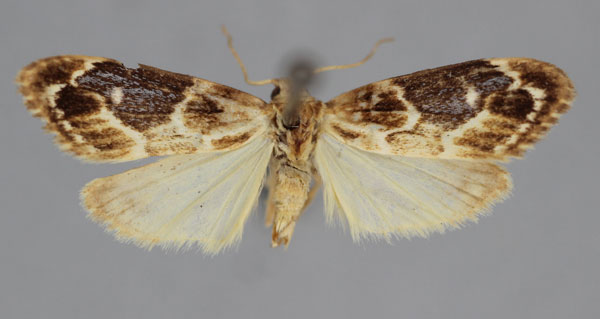 /filer/webapps/moths/media/images/P/parvula_Exilisia_A_BMNH.jpg