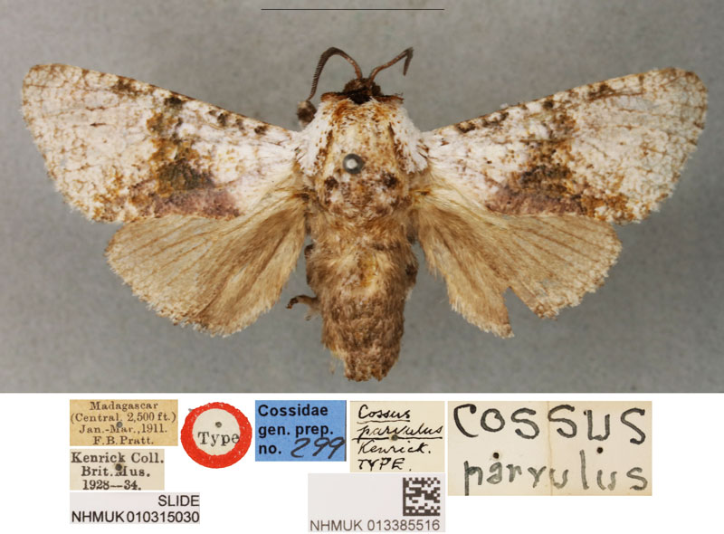 /filer/webapps/moths/media/images/P/parvulus_Cossus_LT_BMNH.jpg