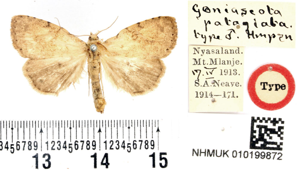 /filer/webapps/moths/media/images/P/patagiata_Geniascota_HT_BMNH.jpg