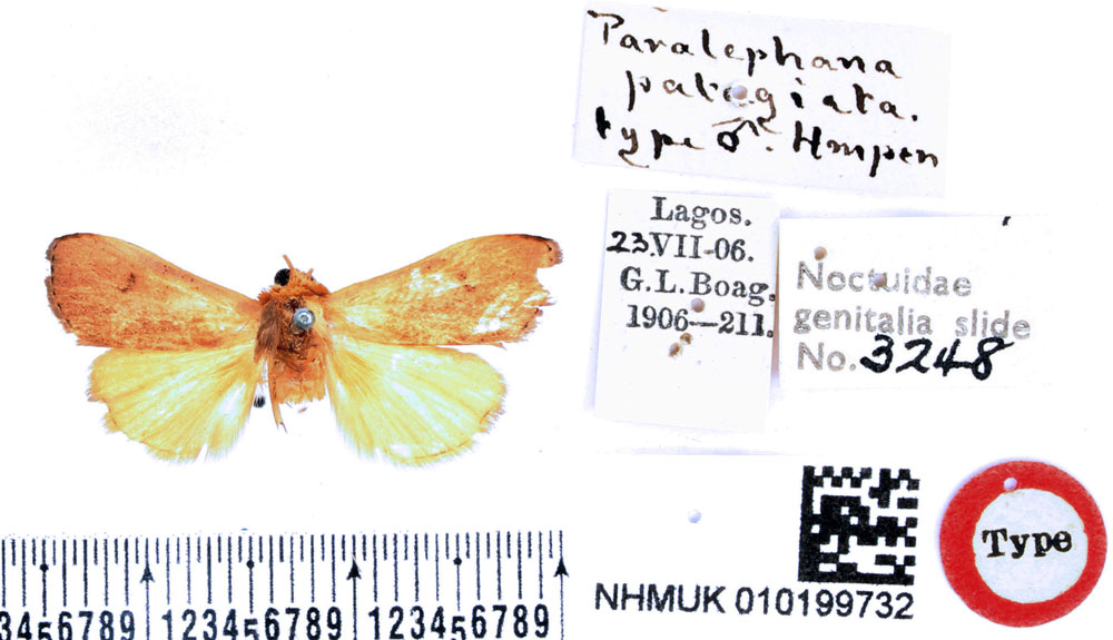 /filer/webapps/moths/media/images/P/patagiata_Paralephana_HT_BMNH.jpg
